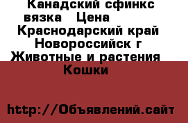 Канадский сфинкс вязка › Цена ­ 1 500 - Краснодарский край, Новороссийск г. Животные и растения » Кошки   